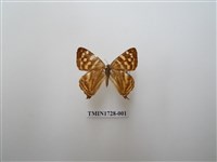 藏品(銀紋尾蜆蝶　中南部亞種)的圖片